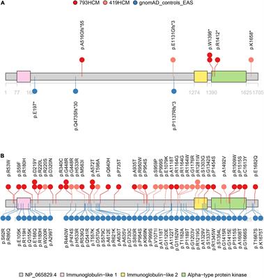 The Involvement of ALPK3 in Hypertrophic Cardiomyopathy in East Asia